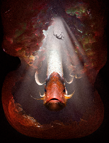 salmonete del abismo