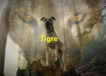 Tigre